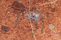 Holconia_ZZ306_D3436_Z_92_E. of Nuendah homestead_Australie